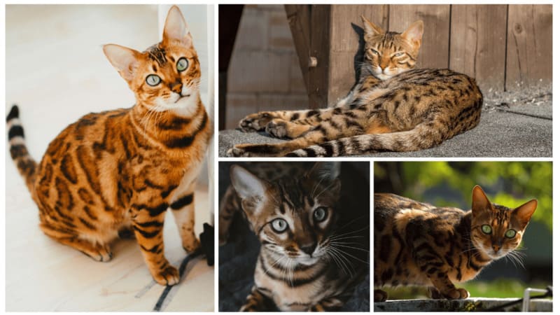 A collage featuring four Bengal cats with varying rosetted and spotted golden-brown coats, including an alert cat and one resting in the sun.