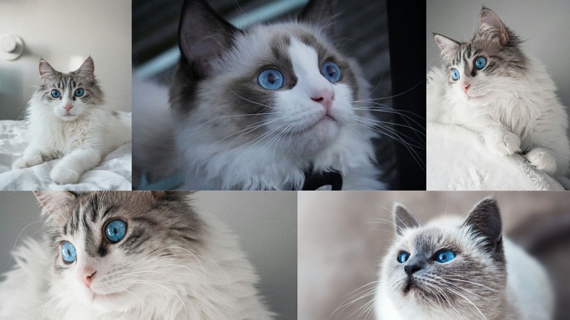 A close-up portrait of a Blue Point Ragdoll cat with deep blue eyes and a soft grey facial mask, emphasizing its plush white and cream fur.