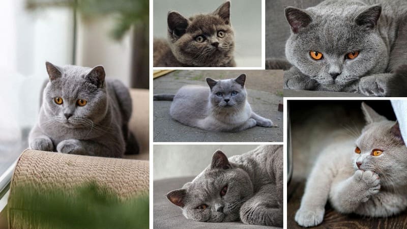 British Shorthair cat collage featuring blue and lilac cats resting, posing, and lying down.