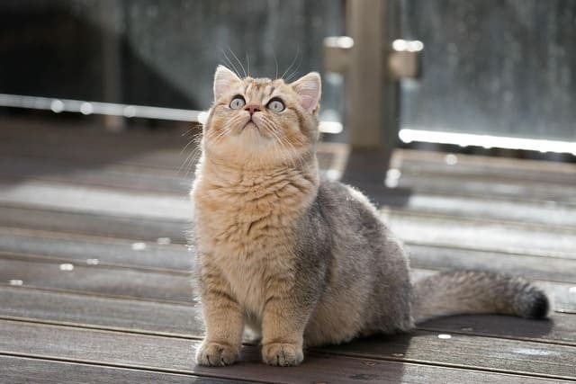 A fluffy Golden Shaded British Shorthair kitten sitting on a wooden deck, looking up with bright blue-green eyes in the sunlight.