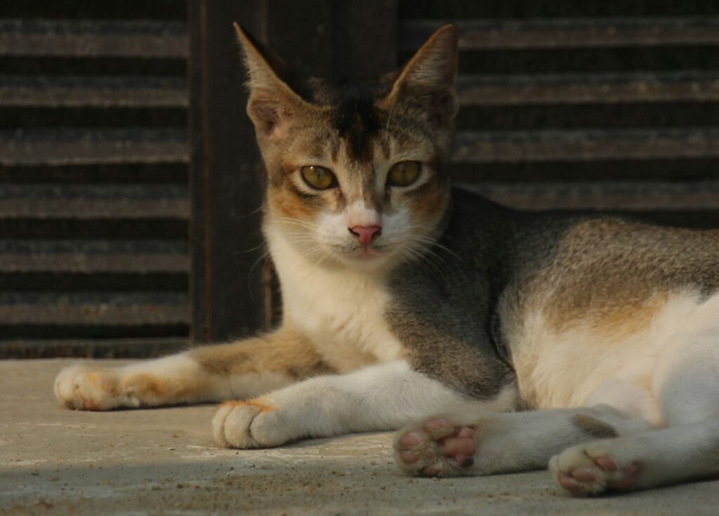A beautiful Burmese cat with a sleek, sable brown coat and intense golden yellow eyes, lying on a reflective surface against a black background.
