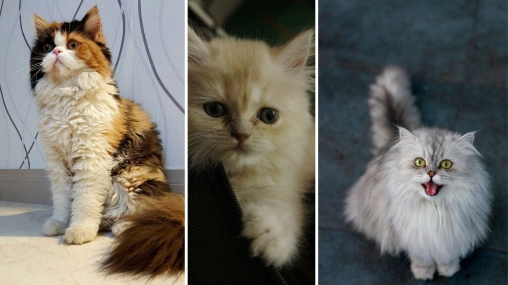 A three-panel collage featuring a Calico longhair cat, a cream-colored Persian kitten, and a fluffy silver-shaded cat looking upward.