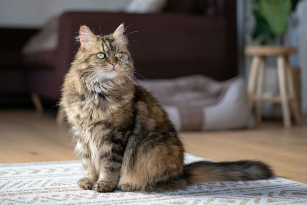 A large, long-haired Maine Coon cat with a brown tabby pattern and green eyes sitting indoors on a patterned rug in a bright, modern living room.