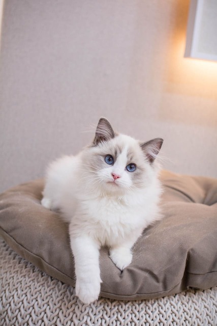 Bicolor Ragdoll Kitten – Striking Blue Eyes and Plush White Fur A fluffy bicolor Ragdoll cat with deep blue eyes and a soft grey-and-white face sitting on a large tan cushion indoors.