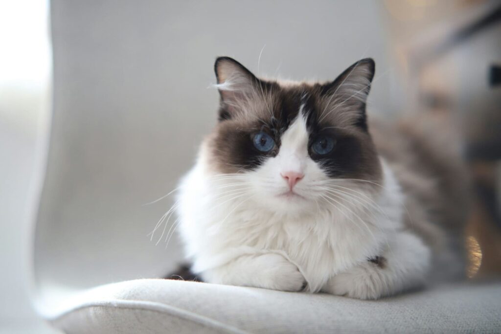 A fluffy Ragdoll cat with a Seal Point Bicolour pattern, white mitts, and intense blue eyes sitting calmly on a cushioned indoor chair.