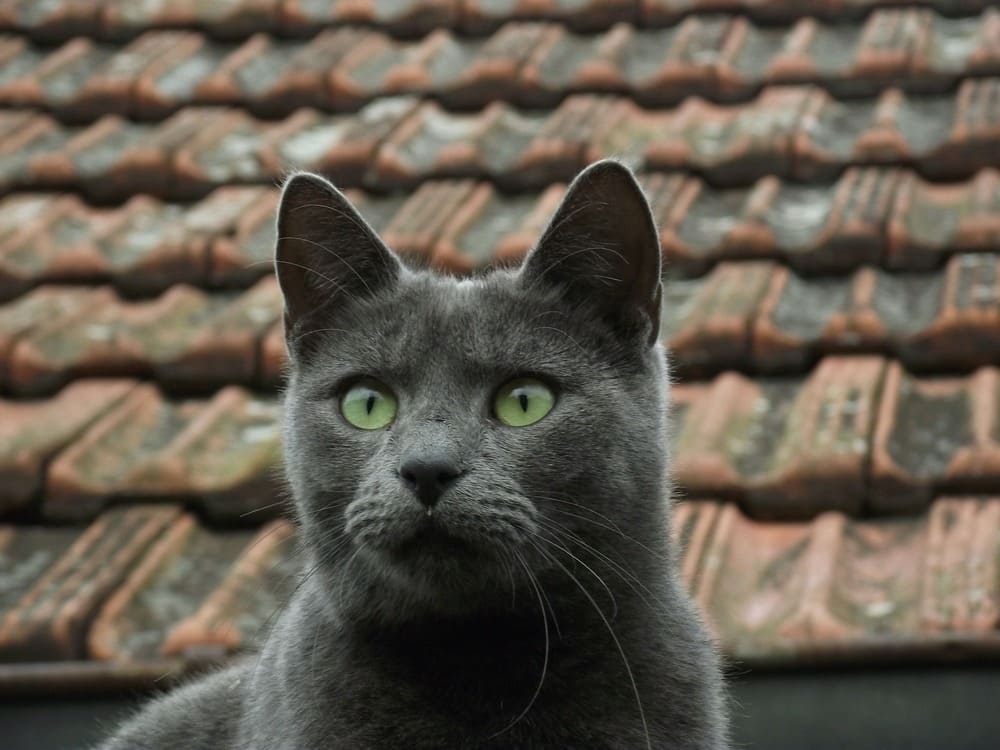 A beautiful Russian Blue cat with a sleek blue-gray coat and vivid green eyes, looking forward with a terracotta tiled roof in the soft-focus background.