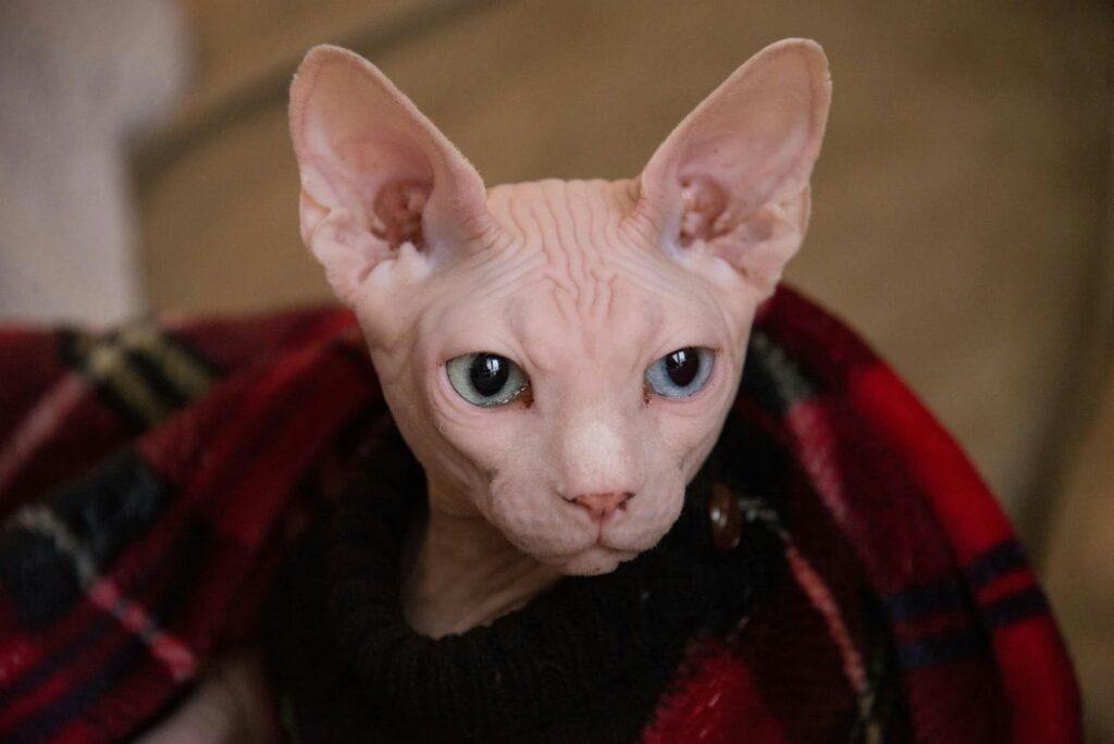 A Sphynx cat with wrinkly pink skin and light blue eyes, wrapped warmly in a black sweater and a red tartan (plaid) blanket.
