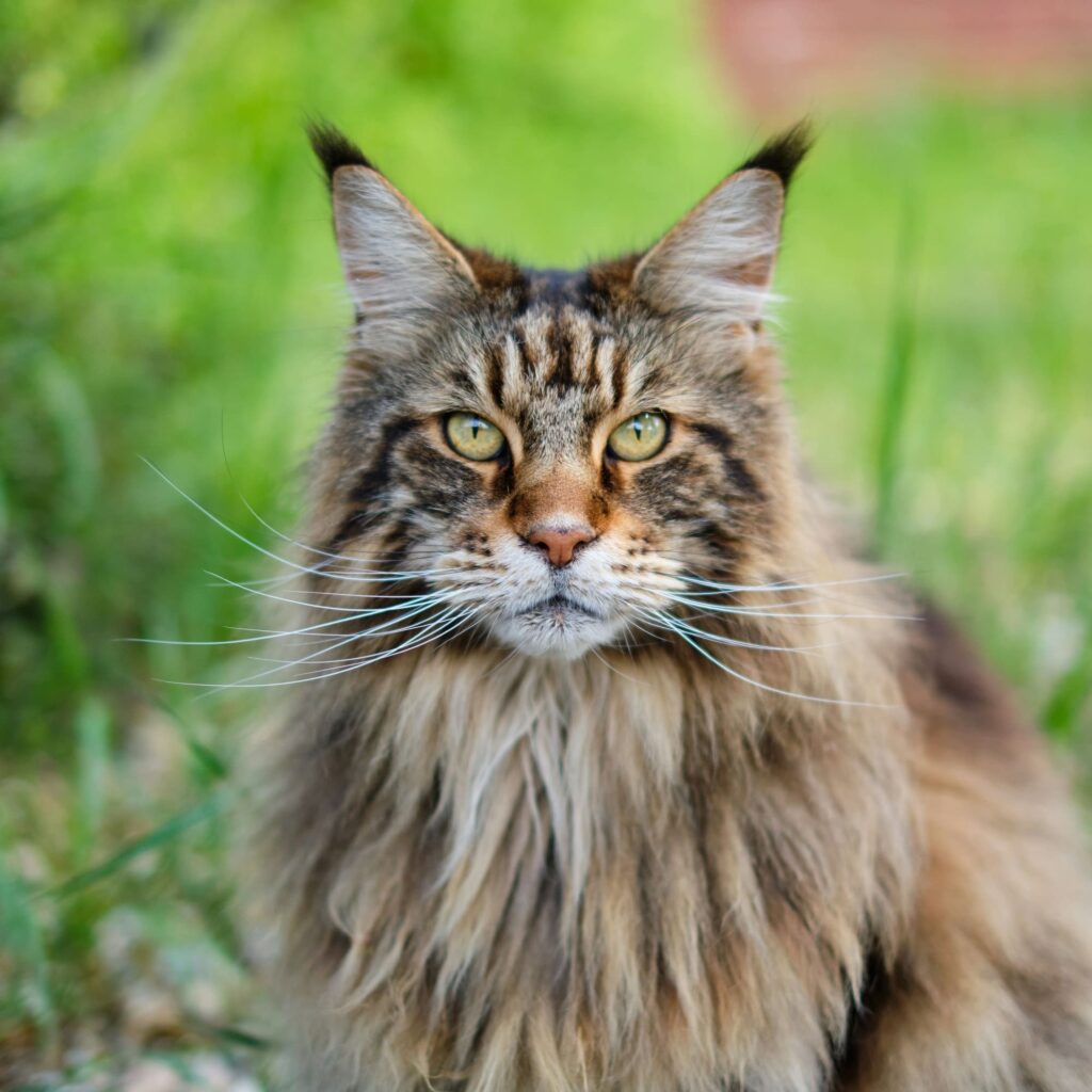 A frontal portrait of a large brown tabby Maine Coon cat with intense green eyes, long white whiskers, and prominent black ear tufts sitting in a sunlit garden.