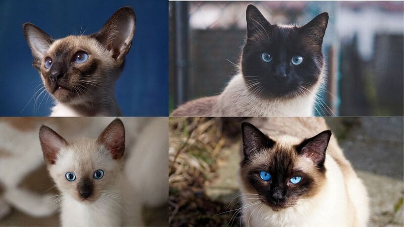 A collage of four images featuring Siamese cats and kittens with cream-colored bodies, dark chocolate-colored faces and ears, and striking blue eyes.