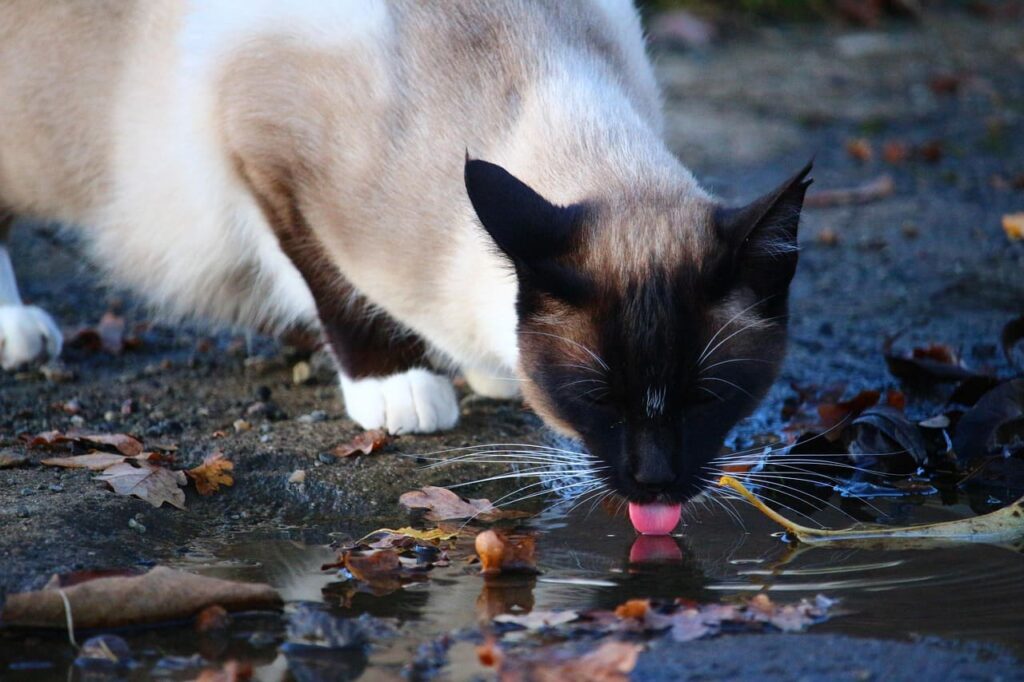 Siamese cat uk drinking water from a small puddle outdoors with dark facial points