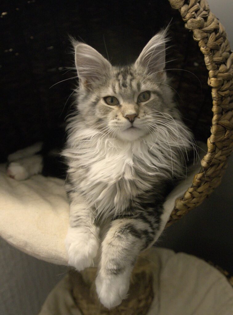 A fluffy silver tabby and white Maine Coon kitten with prominent ear tufts and long white whiskers sitting comfortably inside a round, woven wicker cat bed.