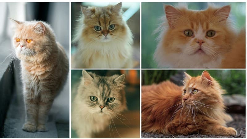 A collage of five different Persian cats showcasing a variety of colors and facial structures, including orange, golden, silver shaded, and cream.