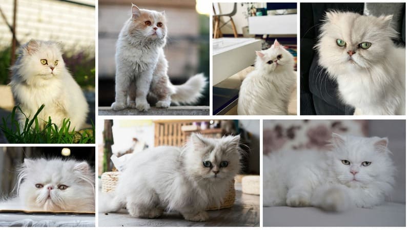 A professional collage of seven white and cream-colored Persian cats, showing different facial structures and grooming styles in bright, natural light.