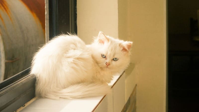 A fluffy white Persian cat with blue eyes sitting on a sunny window sill, looking back at the camera in warm natural light.