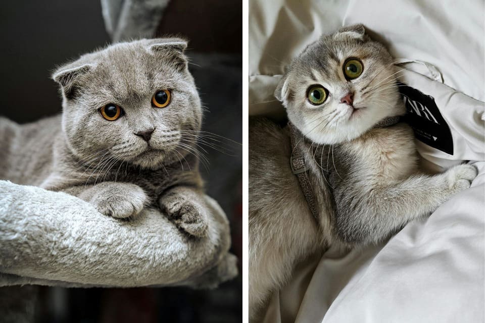 A side-by-side comparison of two Scottish Fold cats in the UK; on the left, a blue-grey Fold with deep copper-orange eyes, and on the right, a silver-shaded Fold with large, vibrant green eyes.