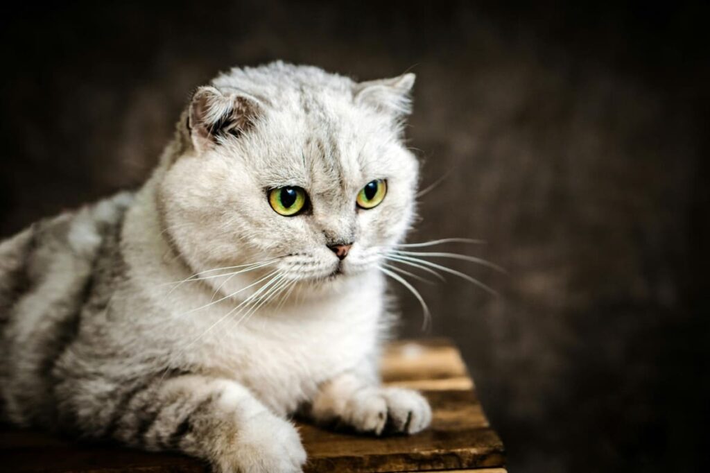 A close-up portrait of a silver tabby Scottish Fold cat in the UK with distinctive folded ears and bright green eyes, resting on a wooden surface.
