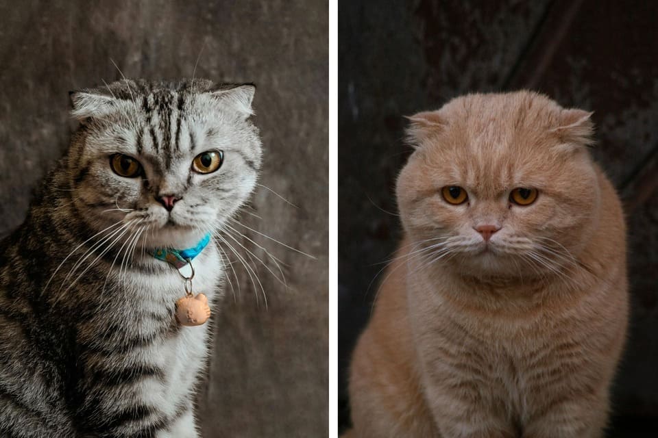 A side-by-side comparison of two Scottish Fold cats; the left shows a silver tabby Fold with a blue collar and bell, while the right features a solid ginger or cream-colored Scottish Fold, both displaying the signature folded ears.
