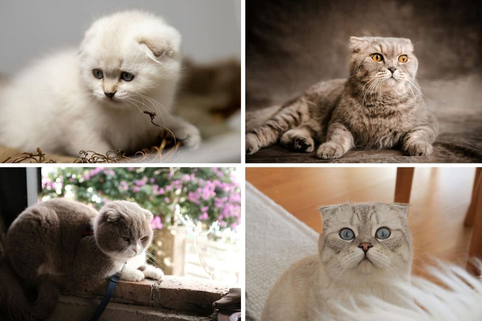 A four-image collage of Scottish Fold cats; featuring a white longhair kitten, a lilac-grey tabby adult with orange eyes, a bicolour Fold outdoors, and a silver tabby with large blue eyes.