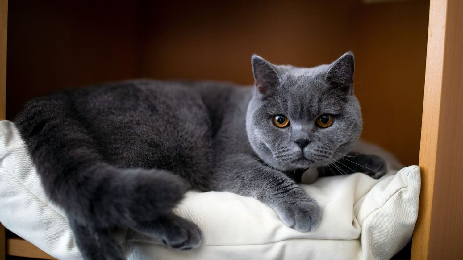 An adult Blue British Shorthair cat with a dense, blue-gray coat and vivid copper-orange eyes, resting its paws in a formal portrait setting.