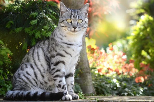 A Silver Classic Tabby British Shorthair Cat UK with bright yellow eyes sitting outdoors in a sun-dappled garden with rich green and red foliage.