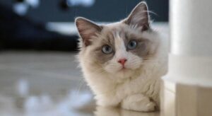 A close-up portrait of an authentic Ragdoll cat with bright blue eyes and a grey-and-white bicolor face, peeking from behind a white pillar indoors.
