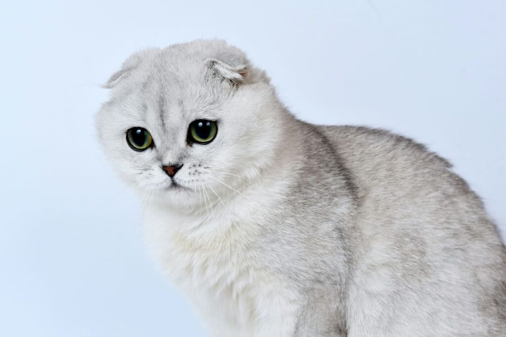 A Scottish Fold cat with a silver chinchilla coat, characteristic folded ears, and large, bright green eyes looking directly at the camera.