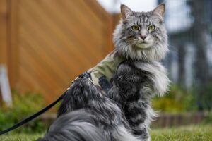 A grey tabby and white Maine Coon cat with a thick fur ruff and tufted ears sits on green grass outdoors while wearing a camouflage harness and leash.