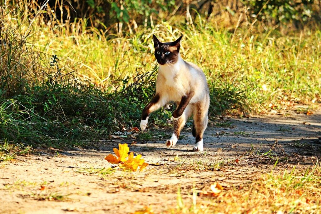 A lean Siamese cat with a cream-colored body and dark seal point markings leaping across a dirt path in a sunny, grassy field.