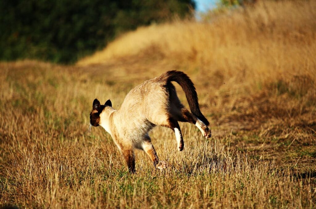 Siamese cat walking through dry grass outdoors displaying its athletic body and pointed coat