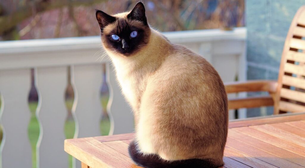 A side-profile portrait of an authentic Siamese cat with a cream-colored body and dark brown seal point markings on its face, ears, and tail, sitting on a wooden table outdoors.