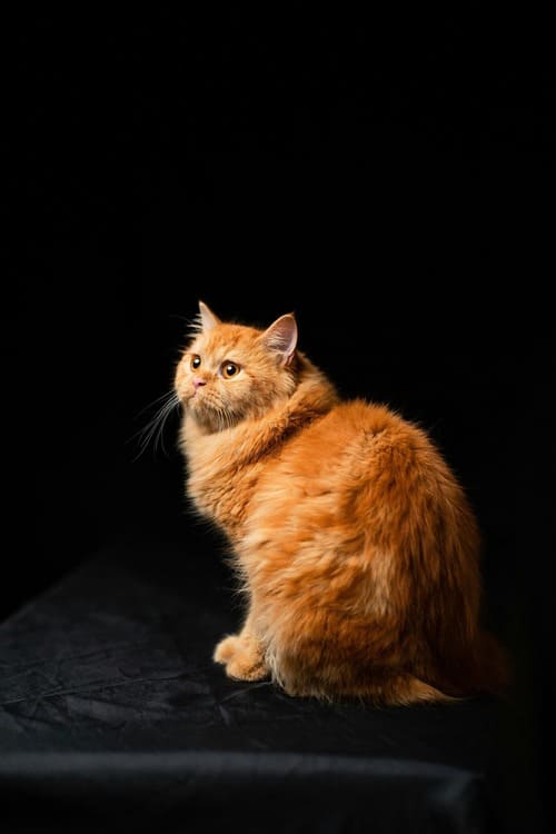 A beautiful red traditional Doll-face Persian cat with long ginger fur and copper eyes sitting against a dark black background.