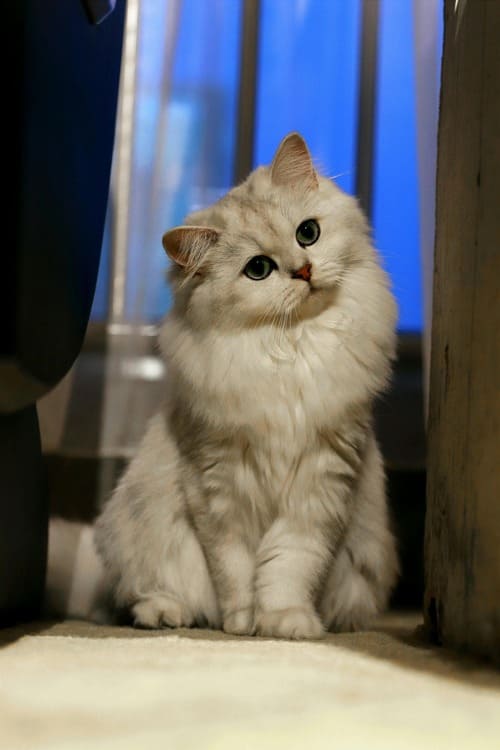 A beautiful Silver Chinchilla Persian cat with large, vibrant green eyes and a fluffy white coat sitting in a living room.