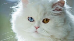 A professional close-up of a white Persian cat with heterochromia, showing one vibrant blue eye and one copper-orange eye with long, fluffy fur.