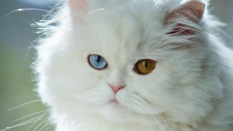 A professional close-up of a white Persian cat with heterochromia, showing one vibrant blue eye and one copper-orange eye with long, fluffy fur.