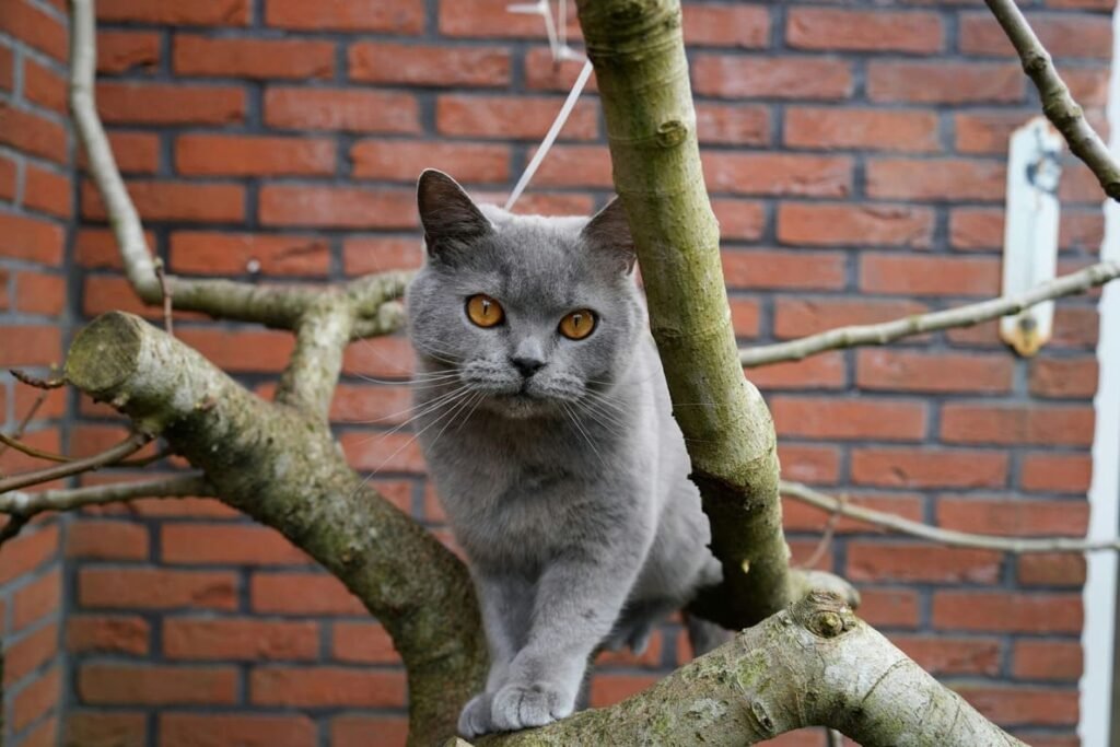 A blue British Shorthair cat with copper eyes climbing a tree branch, featured in our top 10 best cat breeds in the UK home guide.