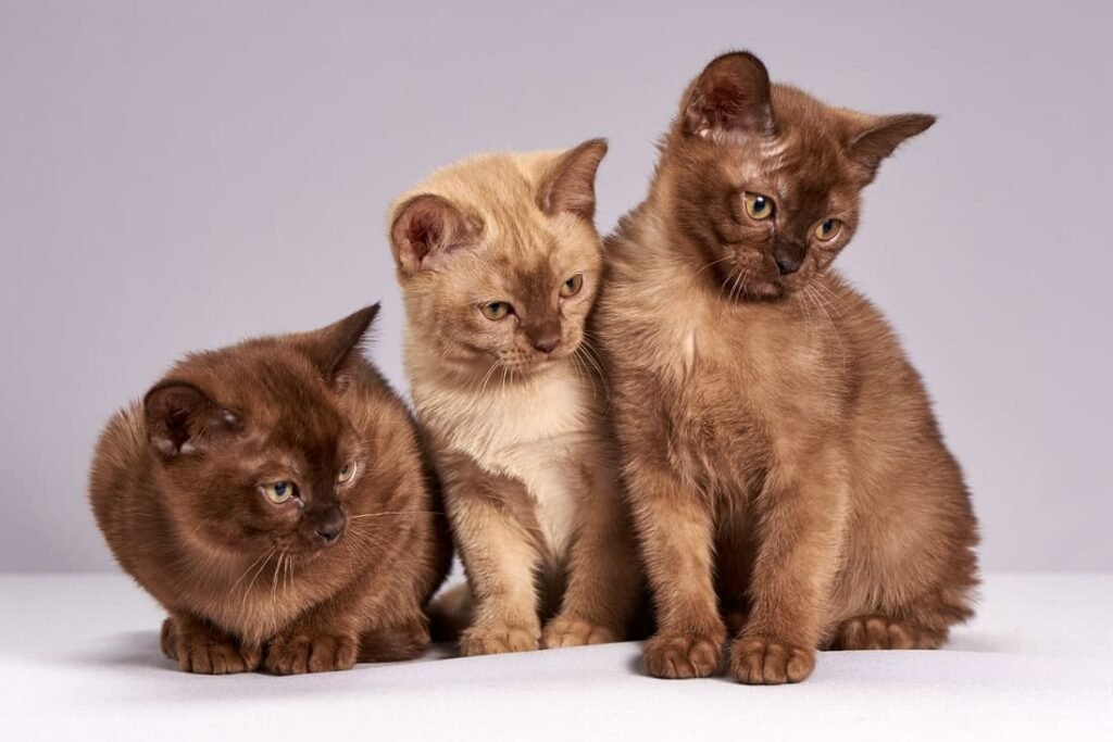 Three Burmese kittens with solid brown and cream coats and golden eyes sitting together