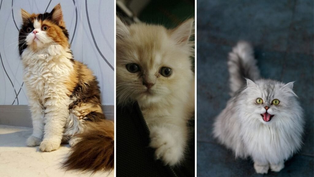 Collage of three longhaired Persian-type cats and kittens showing different coat colours