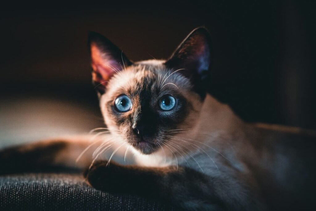Siamese cat with bright blue eyes and a dark facial mask lying indoors, a popular UK breed. One of the cutest cat breeds of UK homes.