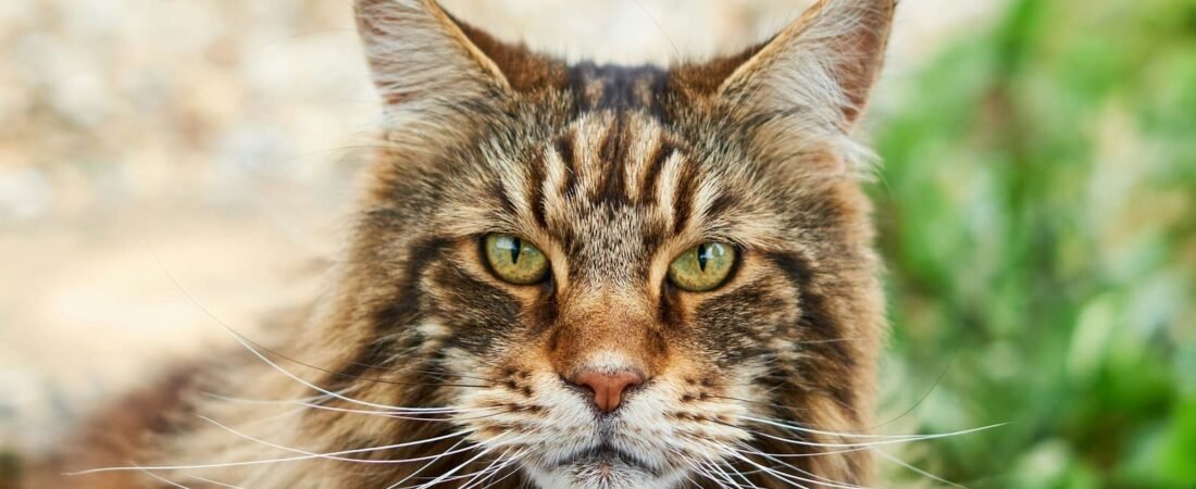 Maine Coon Cat UK: Complete Guide to the Gentle Giant Loved by Families