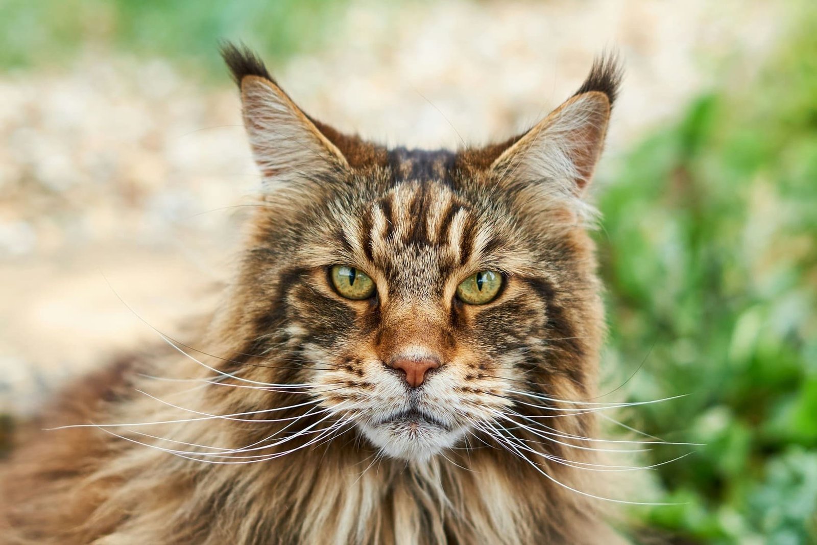 A frontal portrait of a large brown tabby Maine Coon cat with intense green eyes, long white whiskers, and prominent black ear tufts sitting in a sunlit garden.