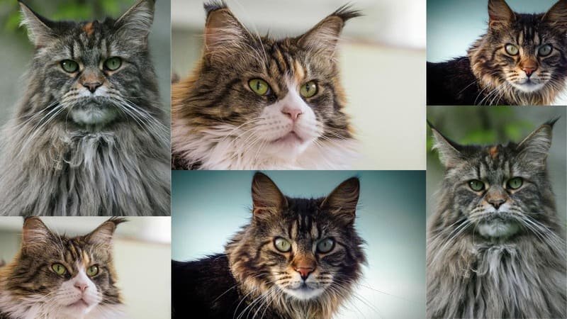 A collage of six Maine Coon cat portraits featuring various coat colors like grey and brown tabby, emphasizing their thick, shaggy fur, intense green eyes, and prominent ear tufts.