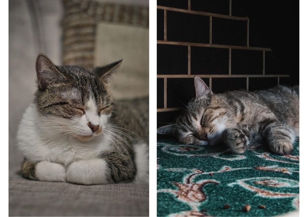 Two cats sleeping side by side comparing normal sleep and lethargy, why is my cat sleeping so much