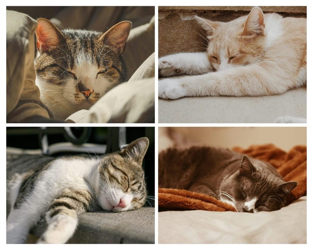 Collage of four cats sleeping in different positions, stress sleep cat