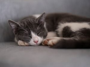 Grey and white cat sleeping peacefully on a sofa, why is my cat sleeping so much