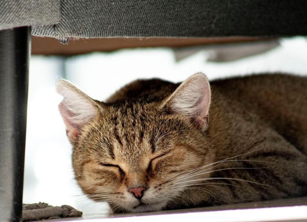 Tabby cat sleeping under a sofa, why is my cat sleeping more and hiding