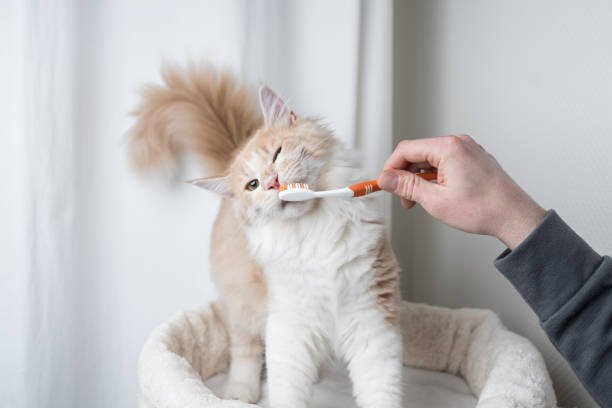 how to brush cat teeth at home