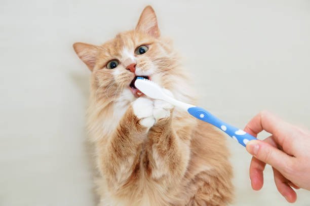 step by step how to brush cat teeth