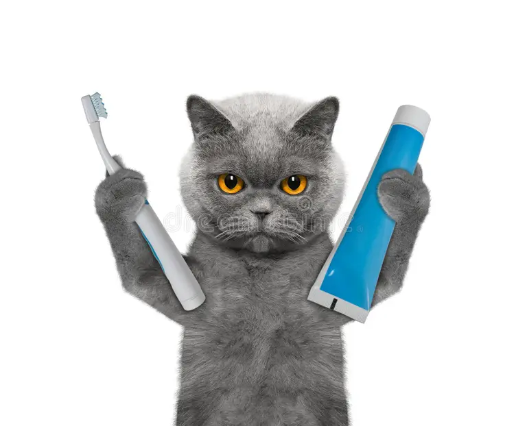 best toothbrush for how to brush cat teeth