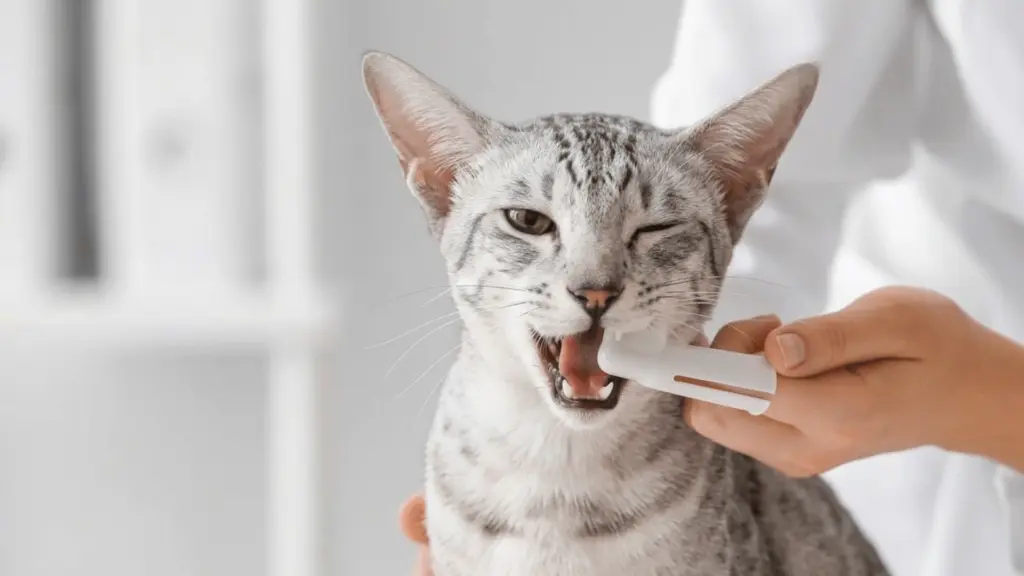 how to brush cat teeth