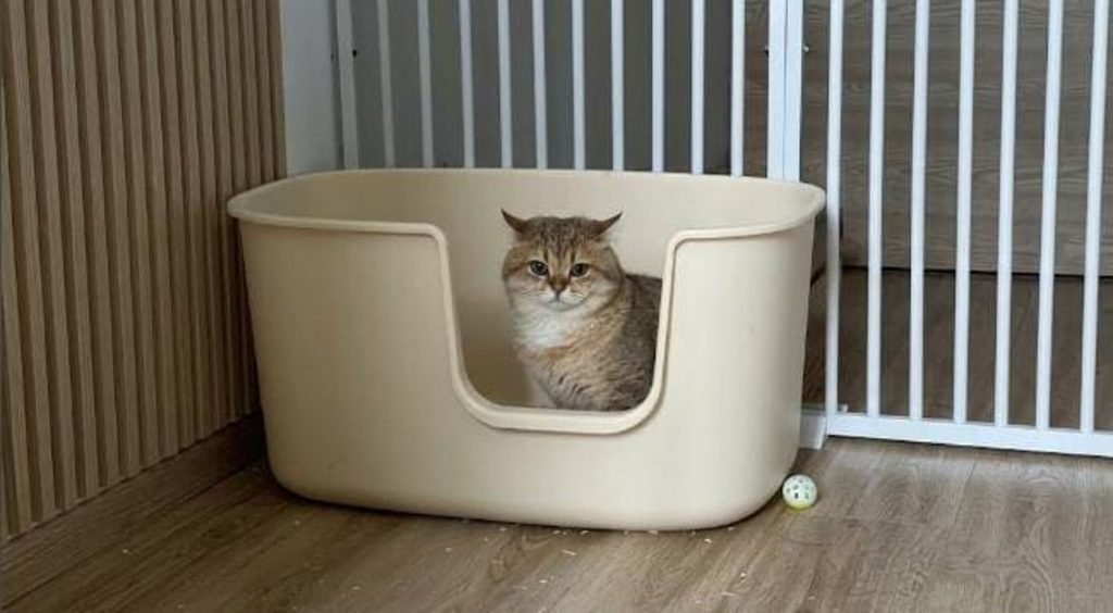 Tense tabby cat sitting in a cream litter box beside a white pet gate.
